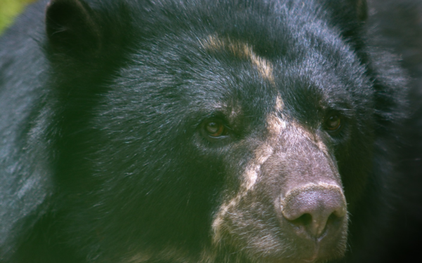 Murió el oso andino llamado «Tamá» justo antes de ser liberado