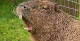 Un capibara le arrancó parte de un glúteo a una mujer: ¿Por qué la atacó?