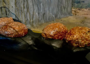 Arqueólogos encuentran huevos de dinosaurio de 72 millones de años