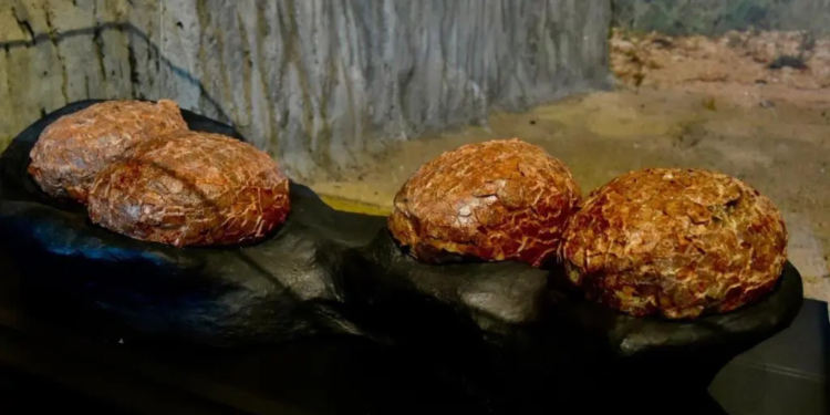 Arqueólogos encuentran huevos de dinosaurio de 72 millones de años