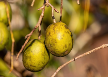 Esta fruta común en regiones cálidas se utiliza para mejorar la digestión