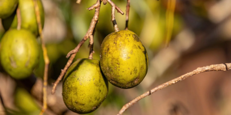 Esta fruta común en regiones cálidas se utiliza para mejorar la digestión