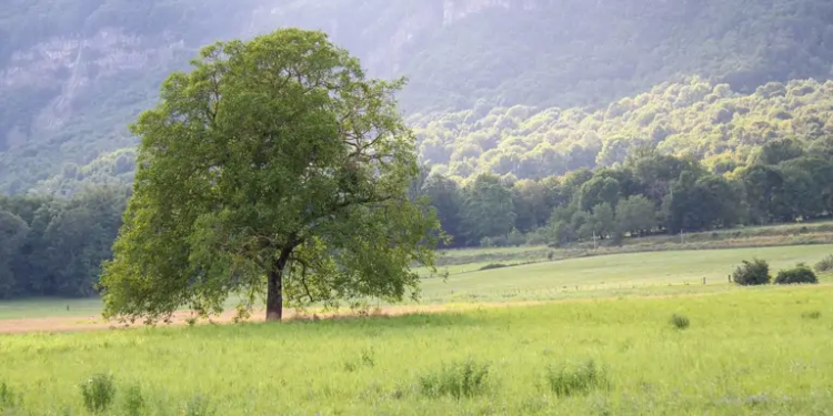 10 árboles perfectos para dar sombra a tu jardín sin ensuciarlo