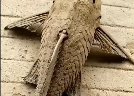 El extraño pez que se “seca” durante meses y vuelve a la vida