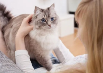 ¿Qué significa cuando un gato amasa y por qué te lo hace a ti?