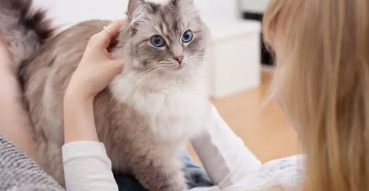 ¿Qué significa cuando un gato amasa y por qué te lo hace a ti?