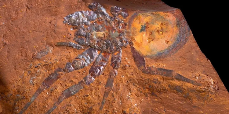 Científicos descubren nueva especie animal con más de 100 millones de años