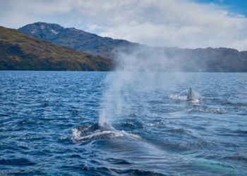 ¿Quieren crear un parque en el fin del mundo para proteger especies en peligro de extinción?