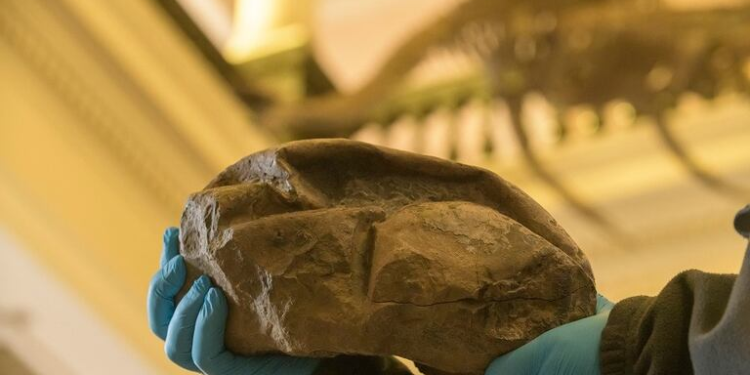 Cómo funciona la revolucionaria técnica que estudia los huevos fósiles