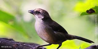 5 especies de animales que han regresado a Sudamérica