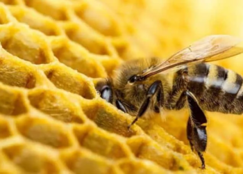 ¿Los nidos de abejas se crearon en fósiles de animales?