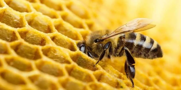 ¿Los nidos de abejas se crearon en fósiles de animales?