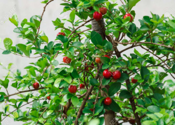 Este árbol da sombra, frutos todo el año e incluso tiene hojas para hacer té