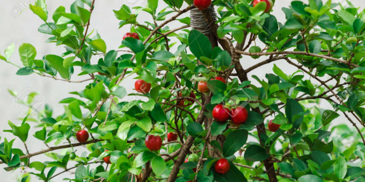 Este árbol da sombra, frutos todo el año e incluso tiene hojas para hacer té