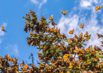 ¿Las mariposas pueden migrar en direcciones opuestas en cada hemisferio?