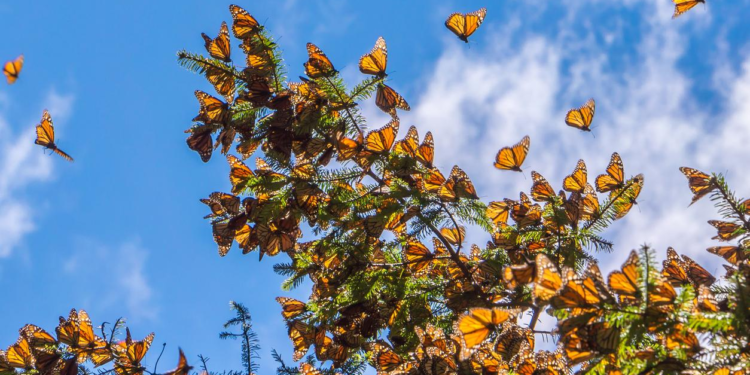 ¿Las mariposas pueden migrar en direcciones opuestas en cada hemisferio?