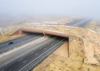 Increíble megapuente permite a los animales cruzar una autopista sin peligro