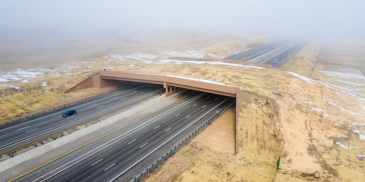 Increíble megapuente permite a los animales cruzar una autopista sin peligro