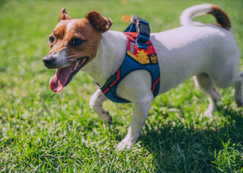 ¿Cuáles son los mejores arneses para perro pequeño?