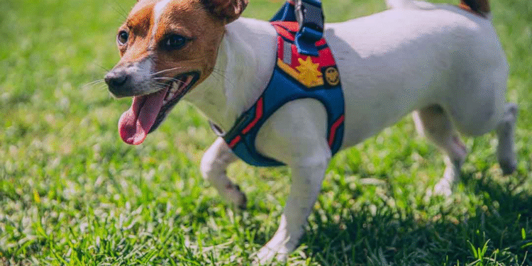 ¿Cuáles son los mejores arneses para perro pequeño?