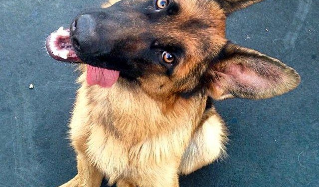 Lo que dice tu perro cuando inclina su cabeza hacia un lado