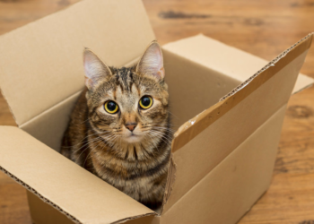 ¿Por qué a los gatos les fascinan las cajas de cartón?
