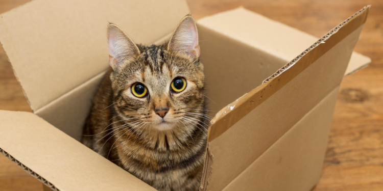 ¿Por qué a los gatos les fascinan las cajas de cartón?