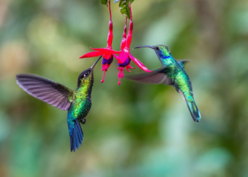 Convierte tu jardín en un banquete para colibríes