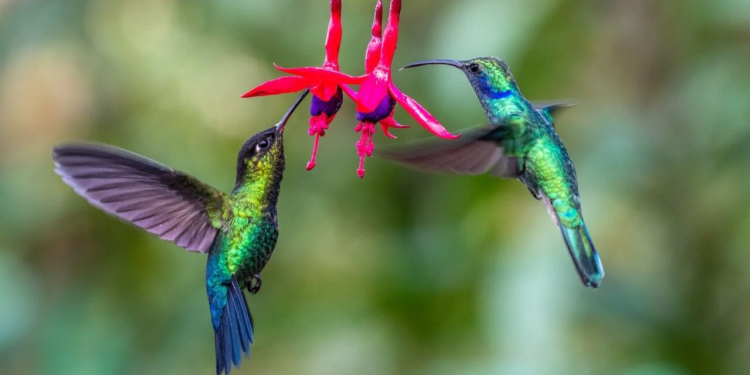Convierte tu jardín en un banquete para colibríes