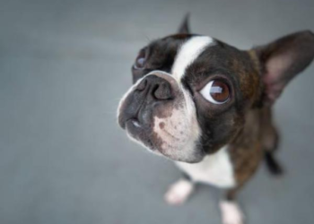 Perros de hocico corto: Expertos revelan su lado oculto