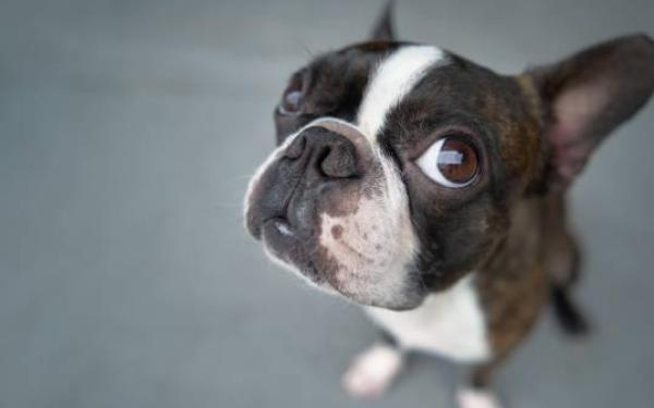 Perros de hocico corto: Expertos revelan su lado oculto