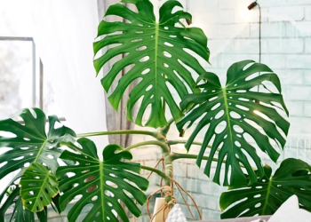 Cuándo es mejor podar tu planta Monstera