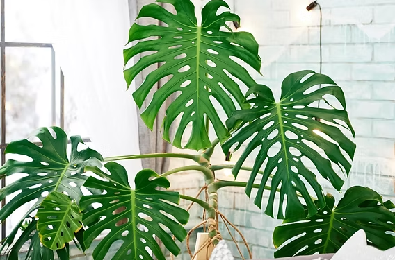 Cuándo es mejor podar tu planta Monstera