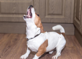 Así puedes evitar que tu perro ladre mientras está solo