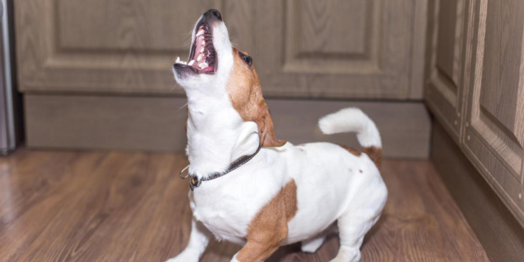 Así puedes evitar que tu perro ladre mientras está solo