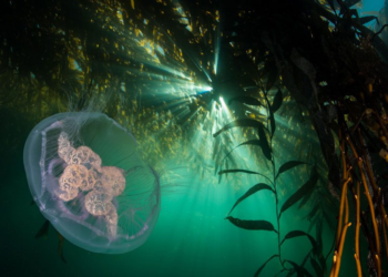 Bosques de macroalgas impactan en el ecosistema y la cosmética