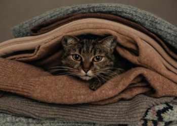 Cómo quitar los pelos de gato de la ropa sin dañarla