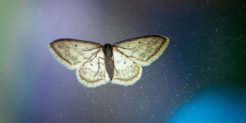 La ciencia explica la verdad detrás de la superstición sobre la presencia de las polillas