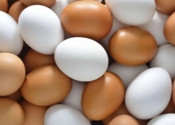 Cuál tiene más valor proteico ¿Huevos blancos o de color?