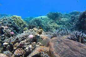 Foto: La Estrella de Panamá