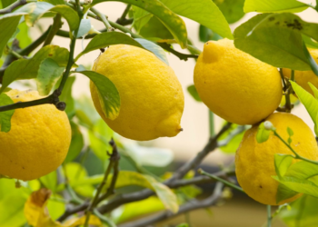Así tienes que consumir limón para regular el azúcar en sangre