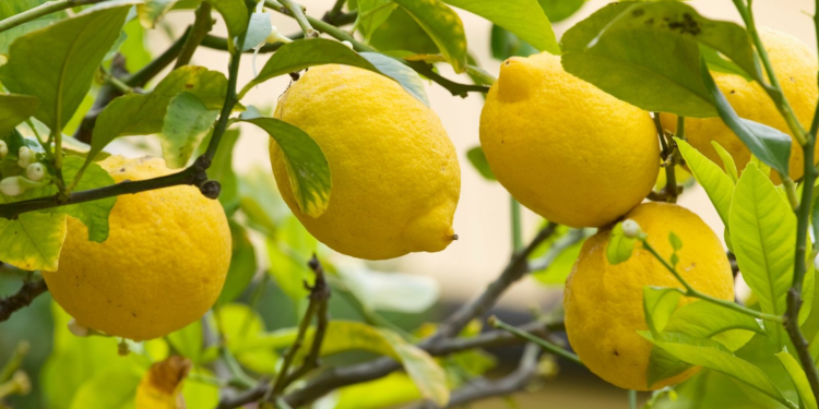 Así tienes que consumir limón para regular el azúcar en sangre