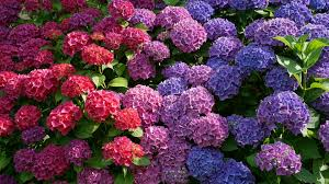 ¿Por qué los jardineros aconsejan no plantar más hortensias?