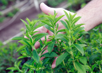 Esta hoja que es 300 veces más dulce que el azúcar, no tiene calorías y es muy fácil de cultivar