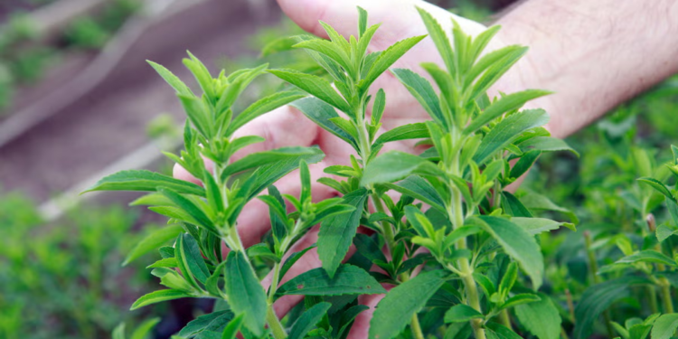 Esta hoja que es 300 veces más dulce que el azúcar, no tiene calorías y es muy fácil de cultivar