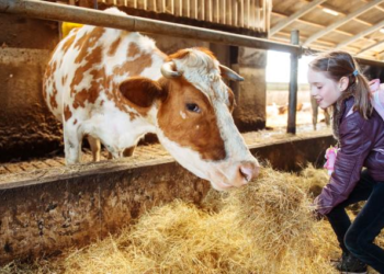 Advierten que «La forma en que criamos a los animales podría definir la próxima pandemia»