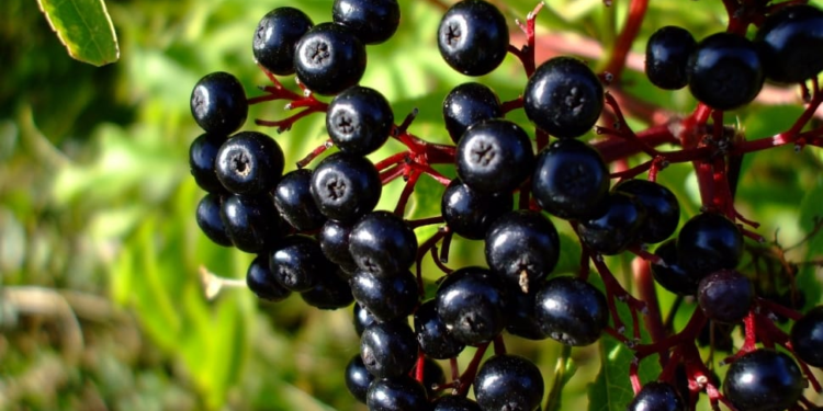 ¿El maqui podría mejorar la salud de pacientes con insuficiencia renal?