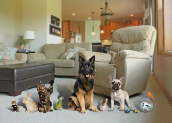 Trucos de limpieza para hogar con mascotas: manteniendo un ambiente limpio y fresco