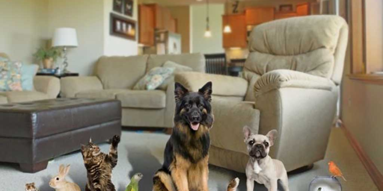 Trucos de limpieza para hogar con mascotas: manteniendo un ambiente limpio y fresco