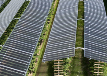 ¿Paneles solares reducen el estrés térmico y mejoran la salud?